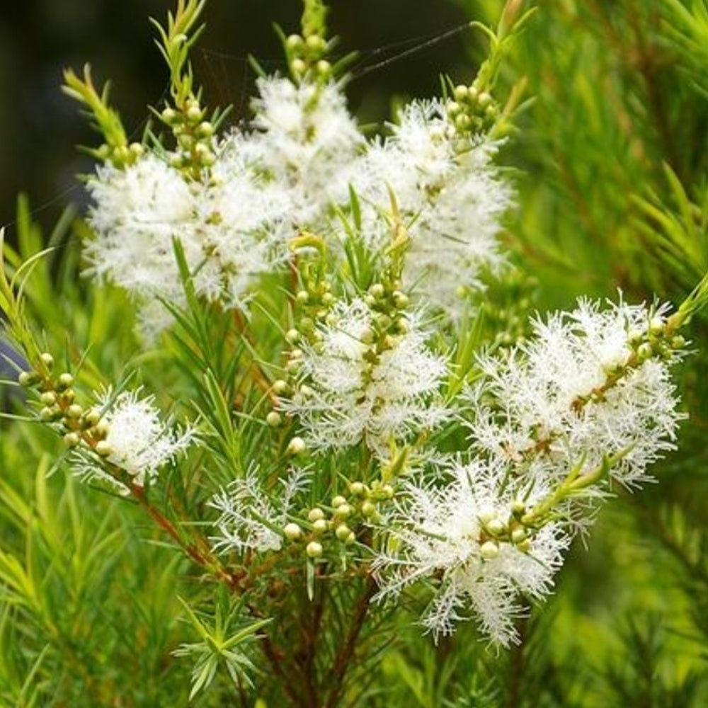 crop-1792500307362.jpg